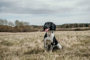 Piper sits in a field springer spaniel black and white