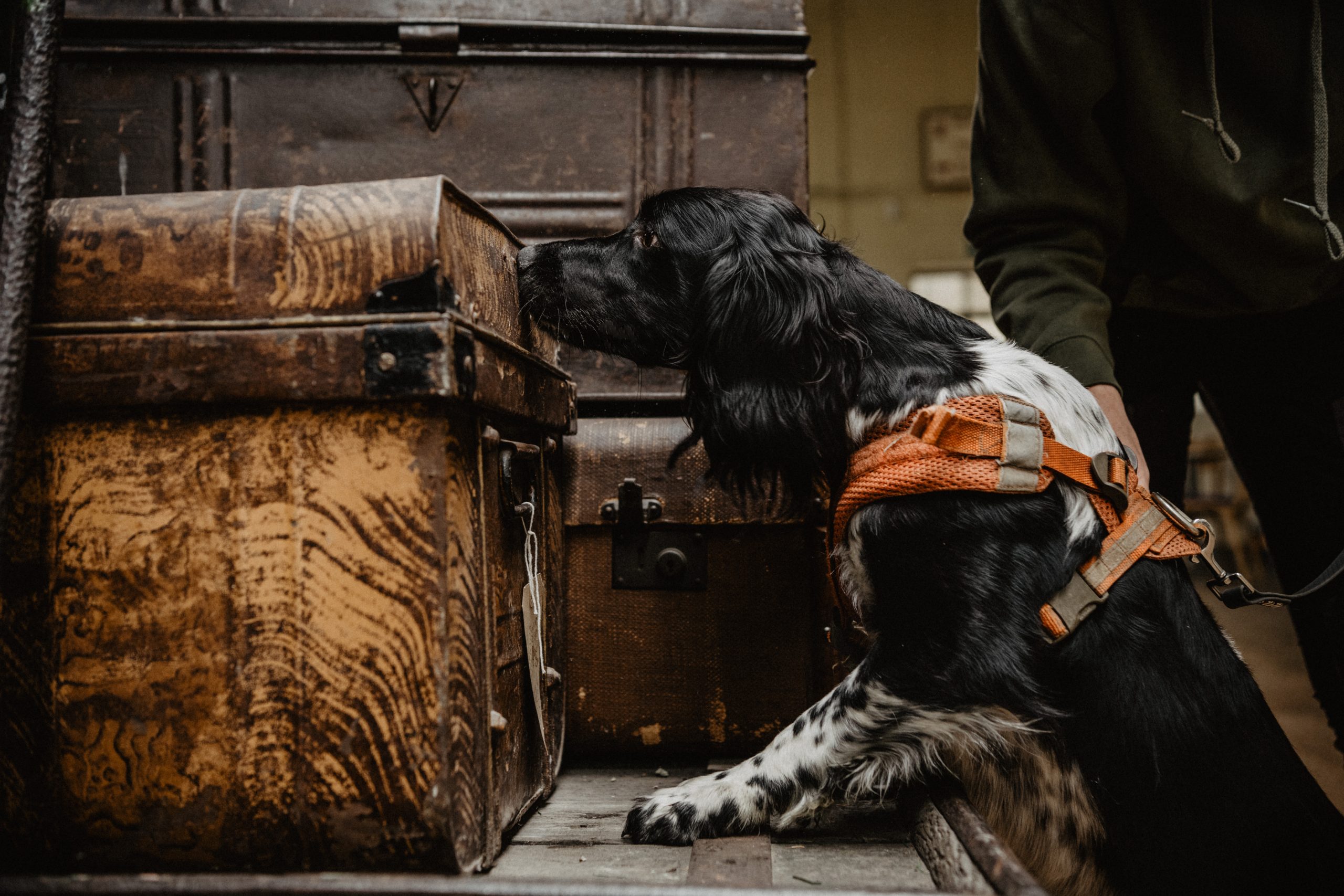 Piper springer spaniel sniffs a large travel trunk, Darlington Railway museum scent detection