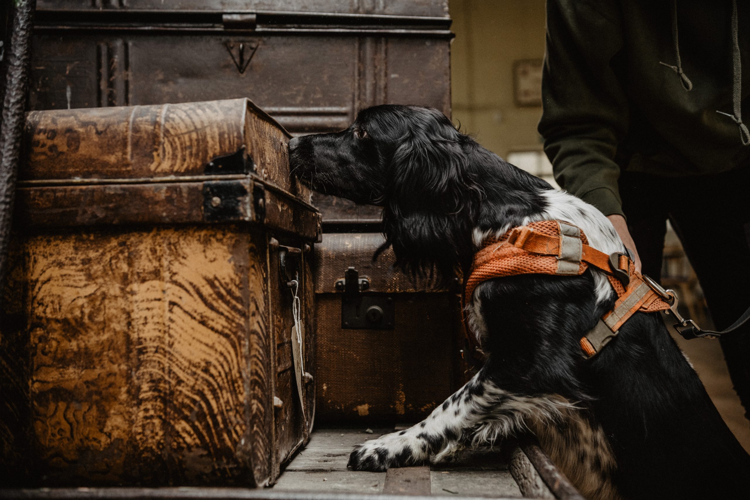 scent detection, nose work, operational style training