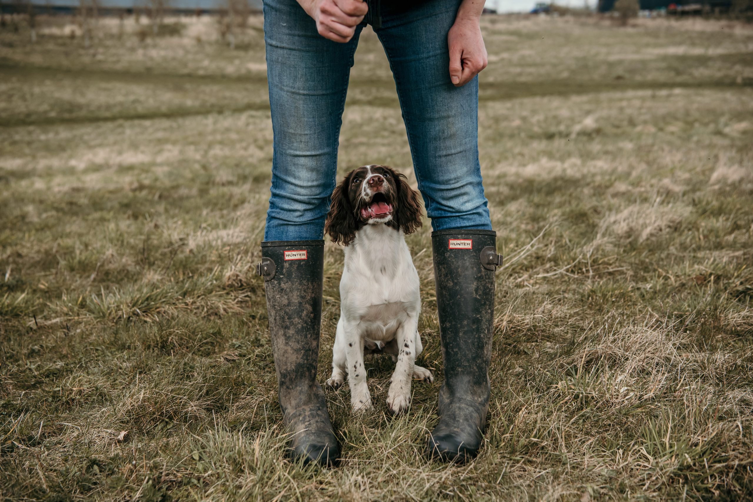 puppy foundations classes. Sports foundations